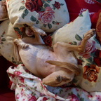 Wohlfühlhund auf Rosen