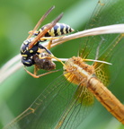 Wespe frisst Libelle 4