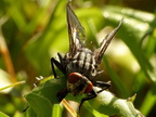Wassertropenflügelfliege