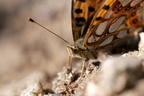 Schmetterling — Makro