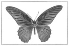 Schmetterling sw 600px