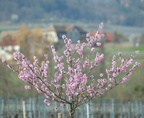Mandelblüte Edenkoben