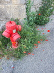 Provence - rouge