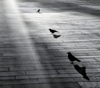 „Don’t crush my shadow“