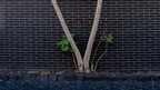 Architektur und Natur